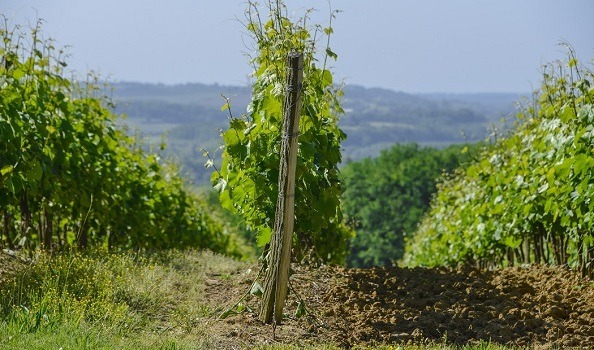 Le vignoble