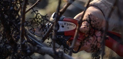 24 janvier : travaux en cours dans le vignoble