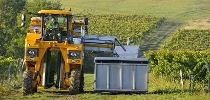 02 SEPTEMBRE: Début des vendanges