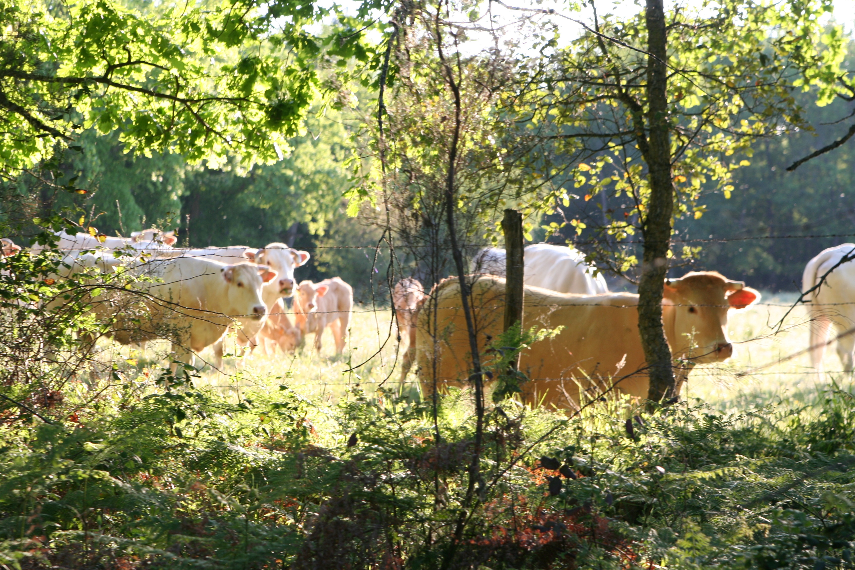 Les vaches sont de sorties