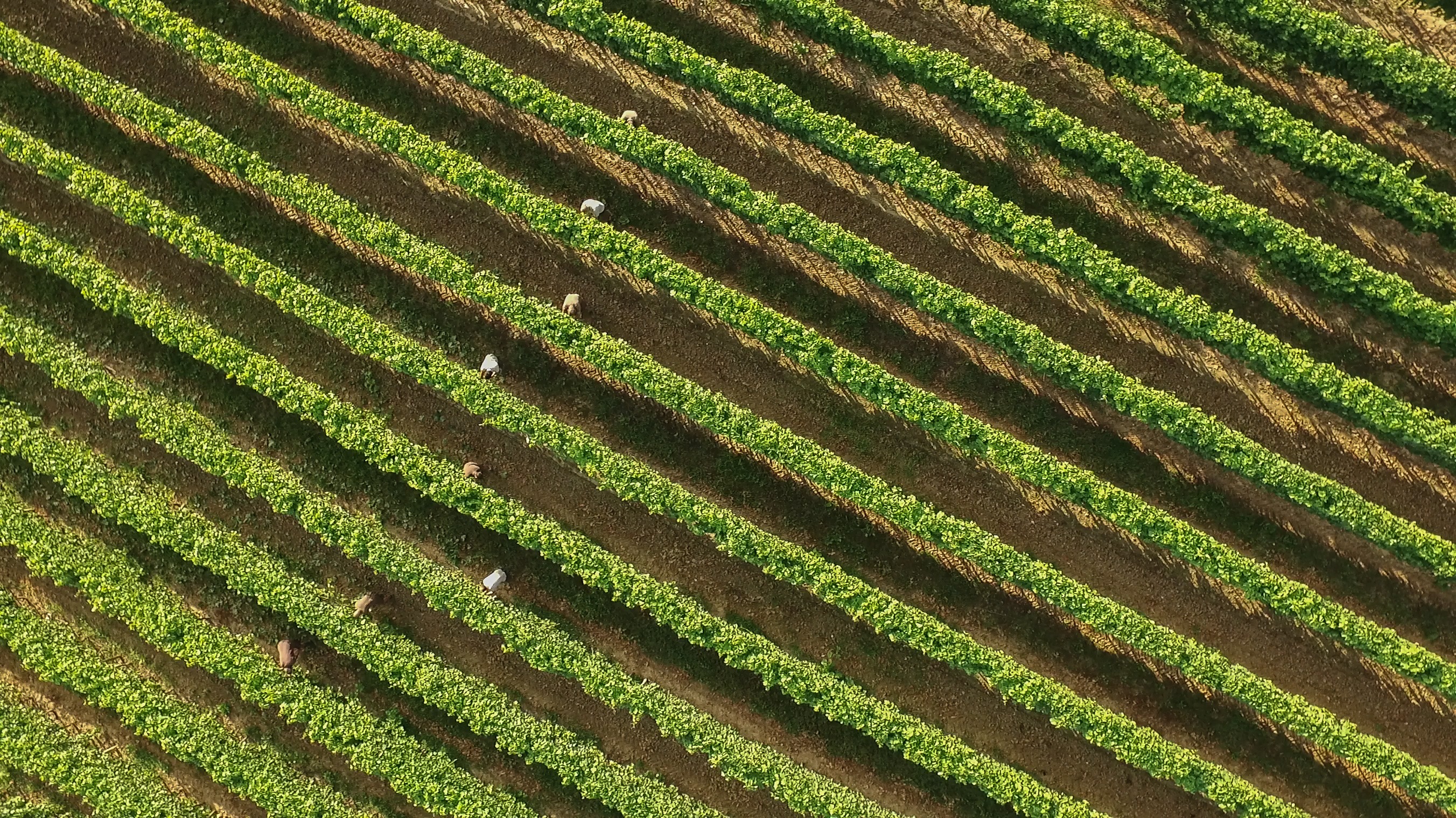 Mercredi 7 Juillet : Des nouvelles du vignoble