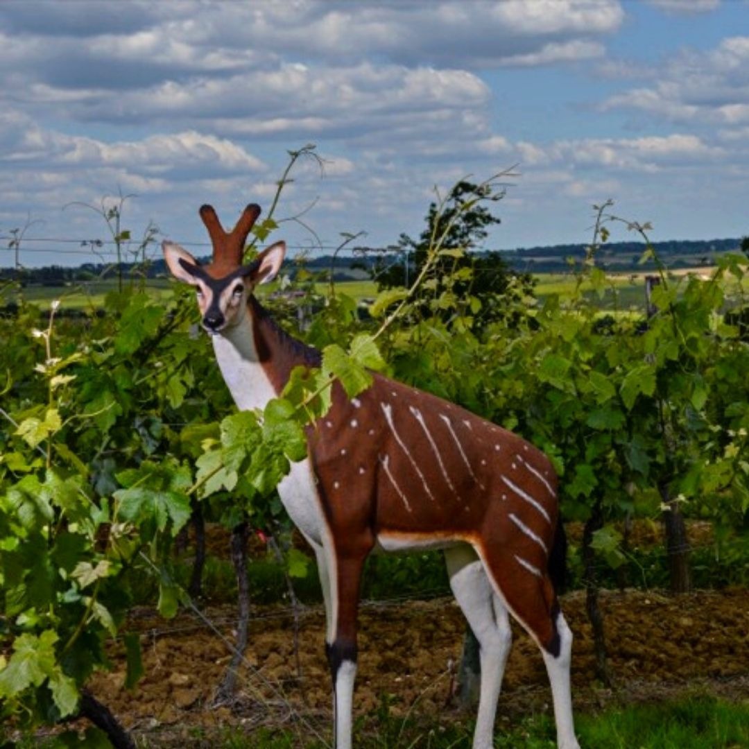 Zoom sur notre cuvée AMPELOMERYX