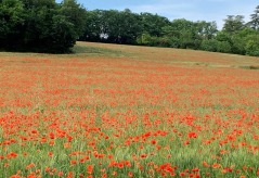 31 mai 2023 : Des coquelicots à perte de vue