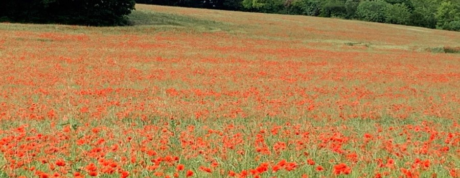 31 mai 2023 : Des coquelicots à perte de vue
