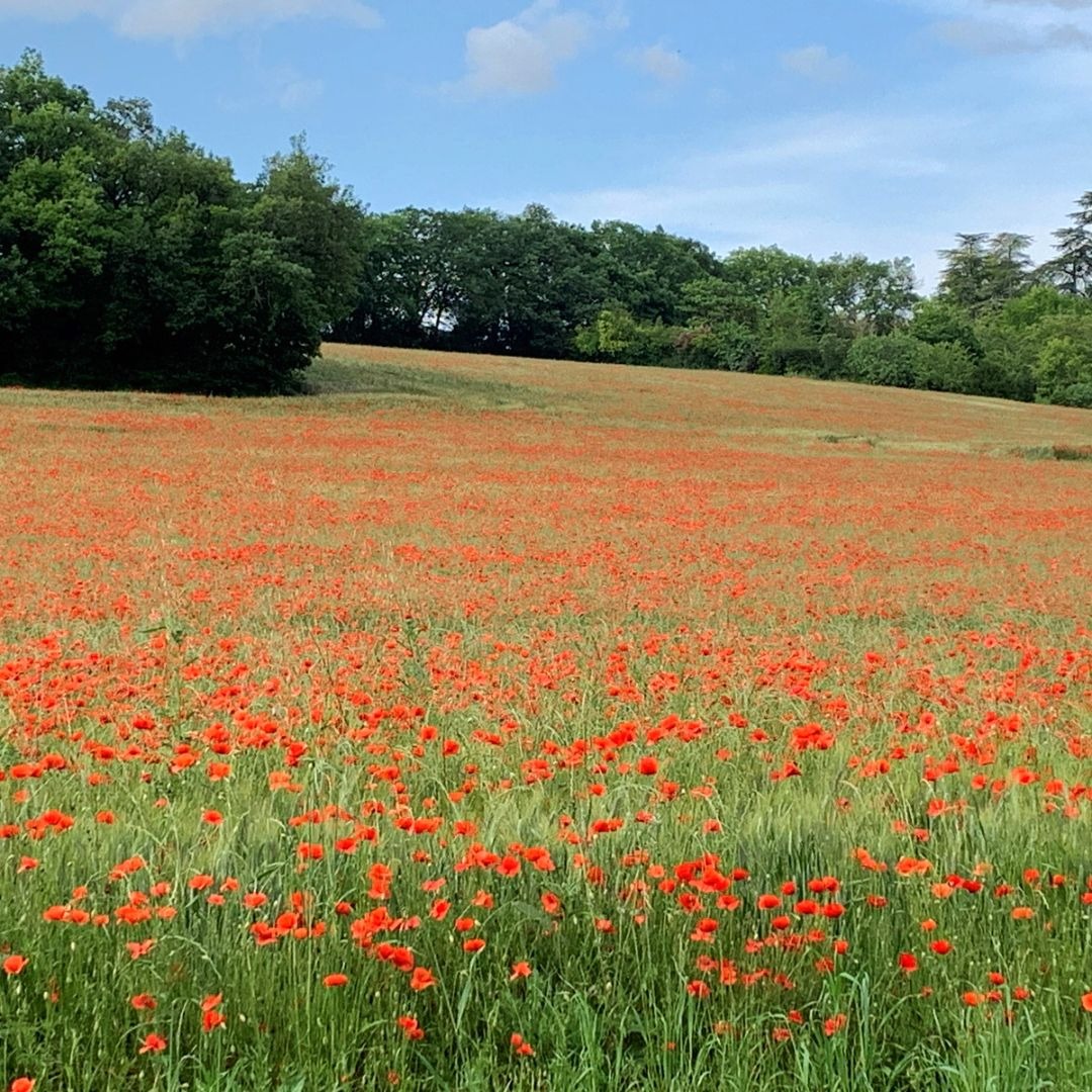 31 mai 2023 : Des coquelicots à perte de vue