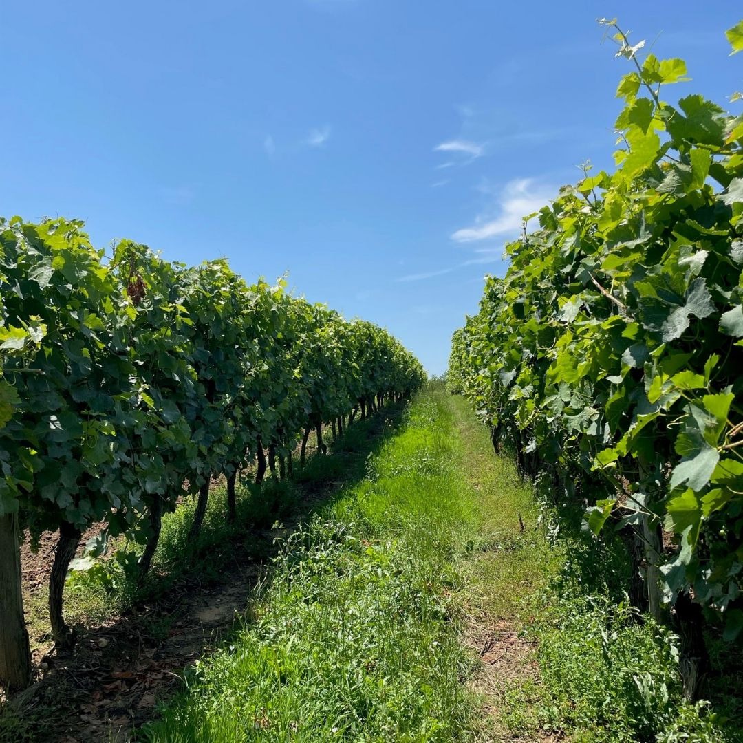 28 JUILLET 2023 : Des nouvelles de la vigne