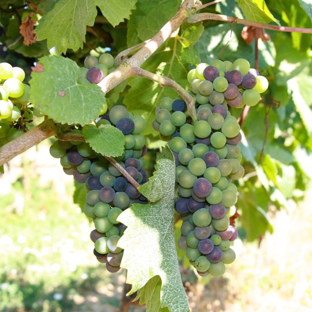 AOÛT 2023 : LA VERAISON