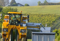 30 AOUT 2023 : Départ des vendanges !