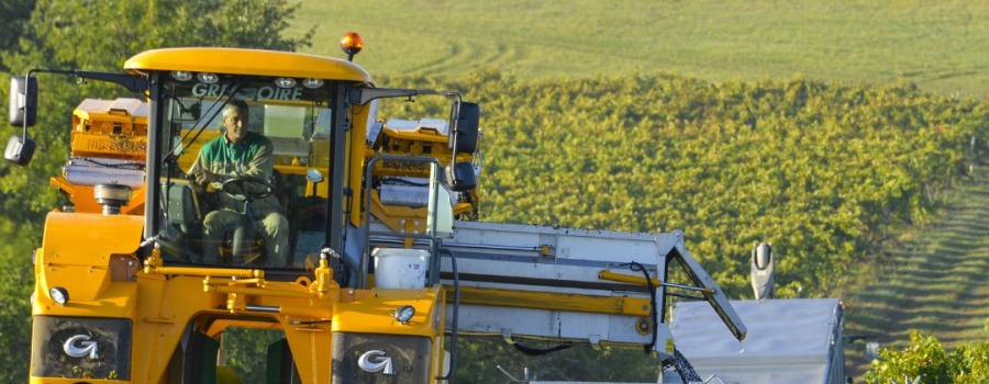 30 AOUT 2023 : Départ des vendanges !
