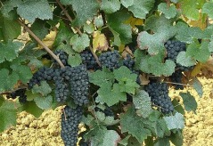 Vous avez remarqué un voile blanc sur nos vignes cet été ? 