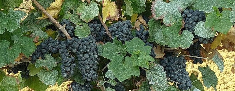 Vous avez remarqué un voile blanc sur nos vignes cet été ? 