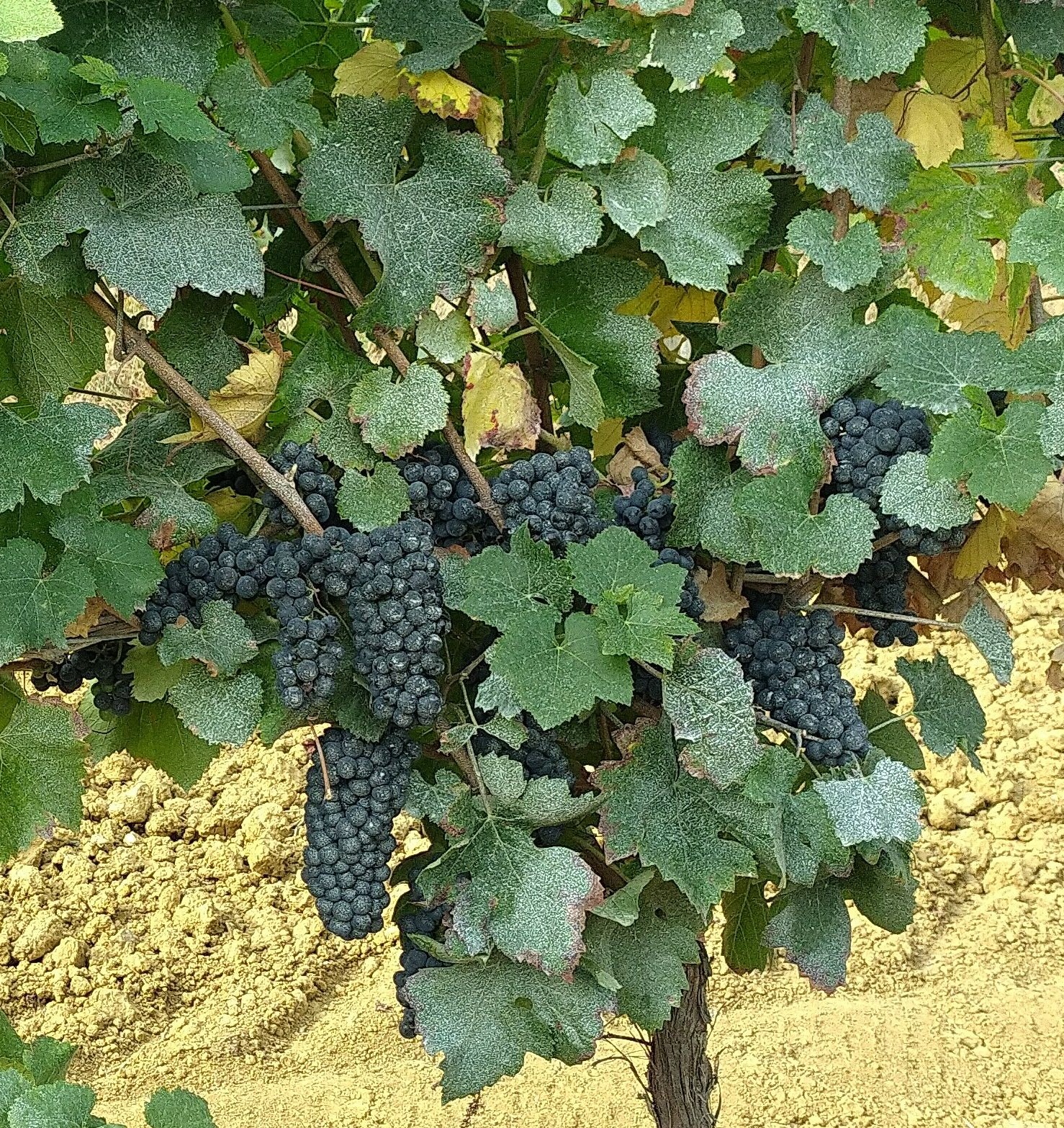 Vous avez remarqué un voile blanc sur nos vignes cet été ? 