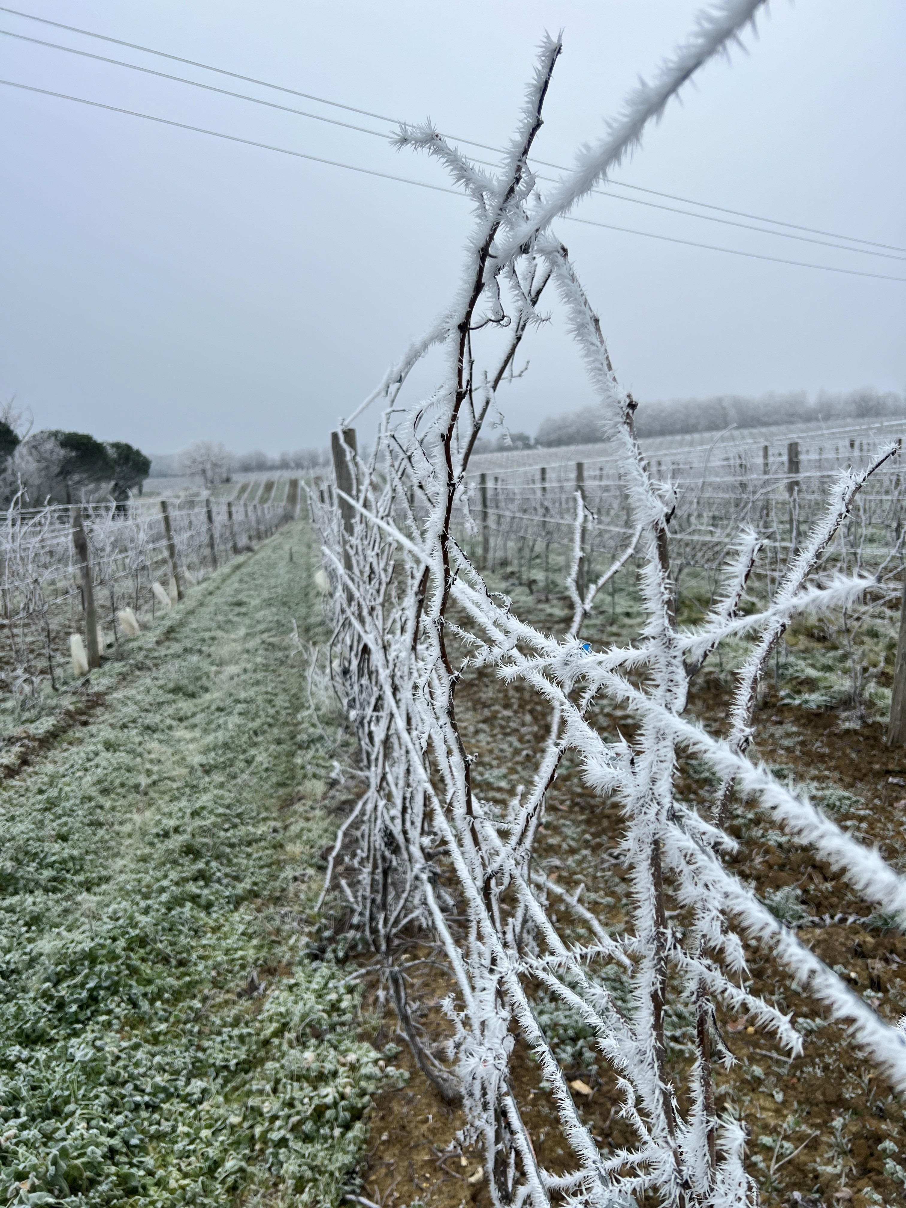 Le Gers s'est paré de superbes paysages givrés !