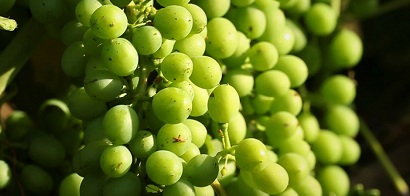 12 juillet: Cycle de la vigne