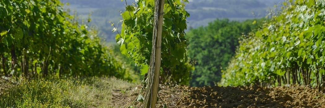 Le vignoble