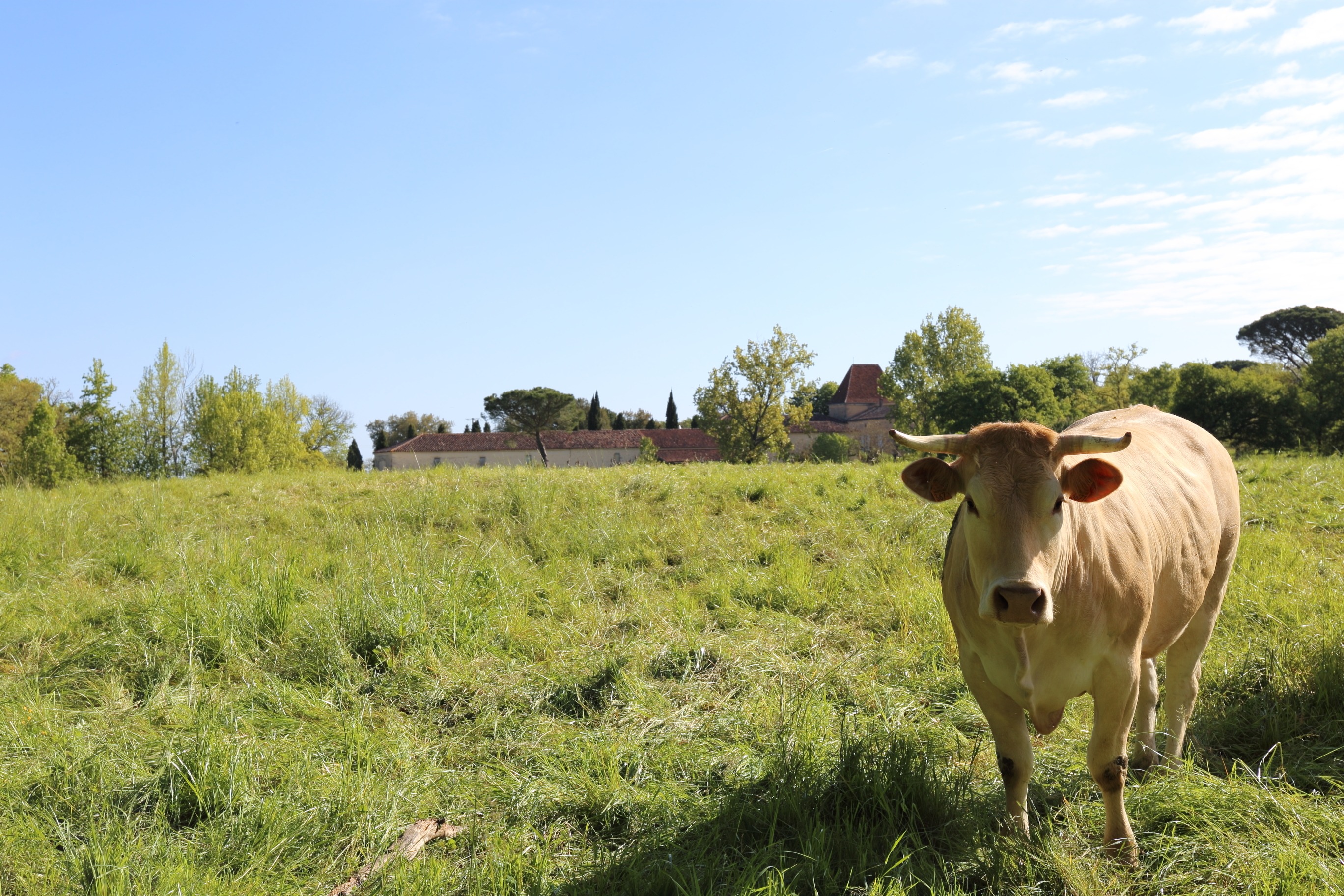 Les vaches sont de sorties