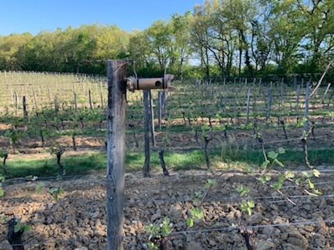 Nouveauté autour de nos vignes !