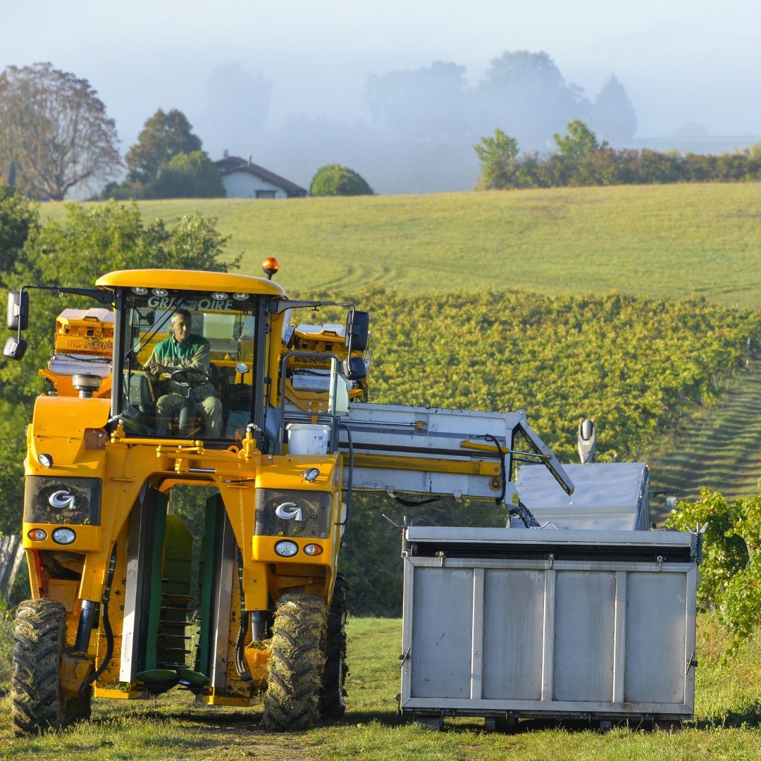 30 AOUT 2023 : Départ des vendanges !