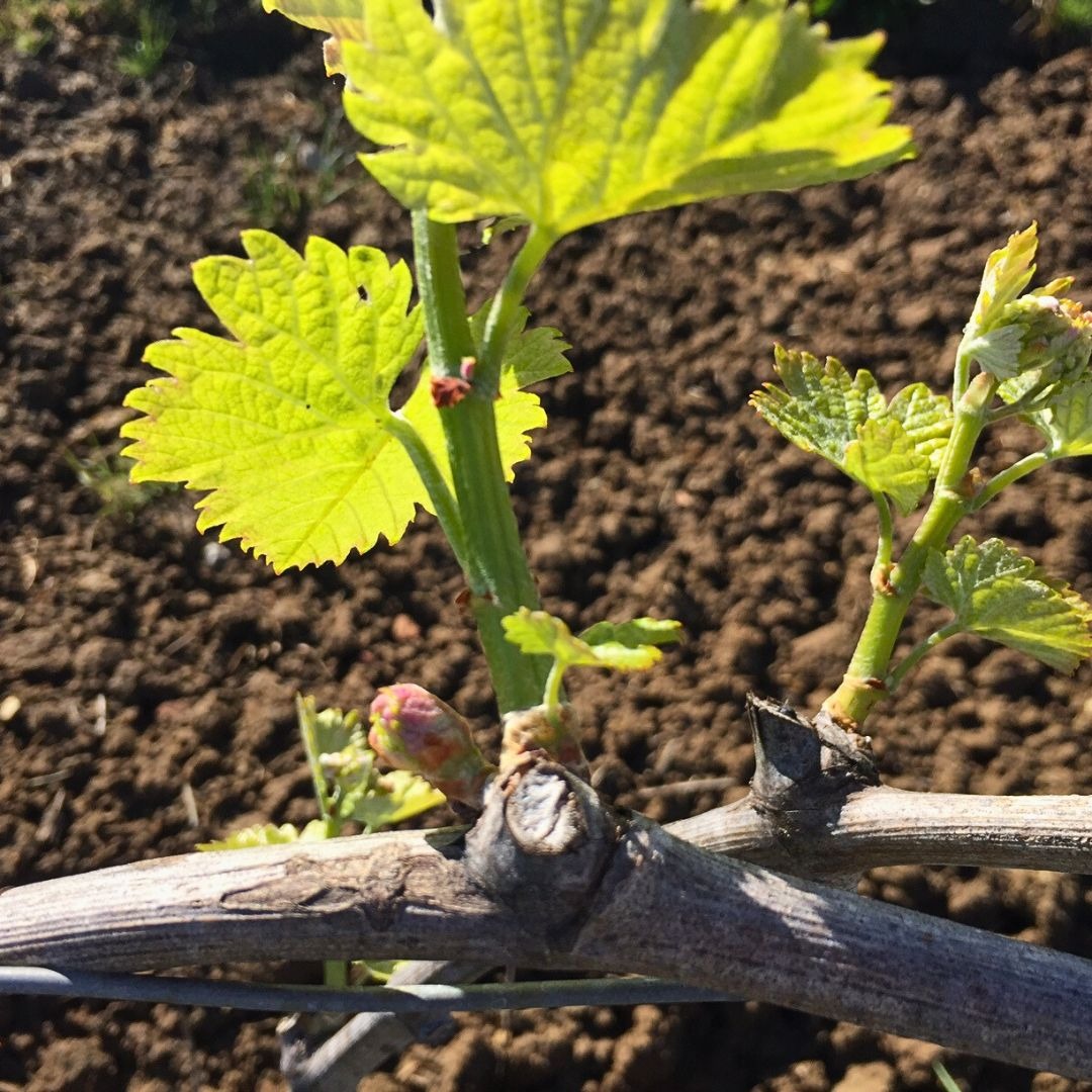 PRINTEMPS 2024 : La vigne se réveille !